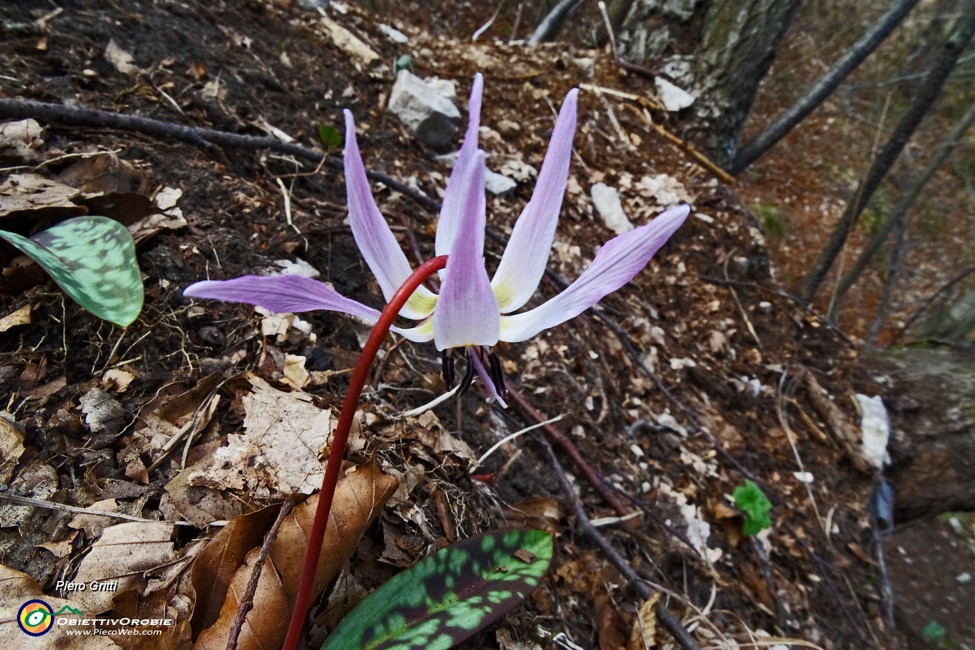 79 Dente di Cane (Erythronium dens-canis  .JPG -                                